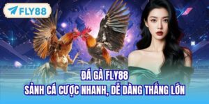 Đá Gà FLY88 - Sảnh Cá Cược Nhanh, Dễ Dàng Thắng Lớn